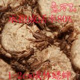 taobao english 8294806121