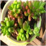 迷你观叶仙人类植物*虹之玉*防辐射 净化空气内有大图