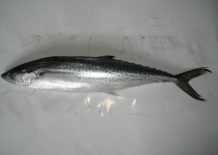  玉环生猛海鲜 新鲜野生海鲜/水产品/鲜活海捕/鱼类/马鲛鱼