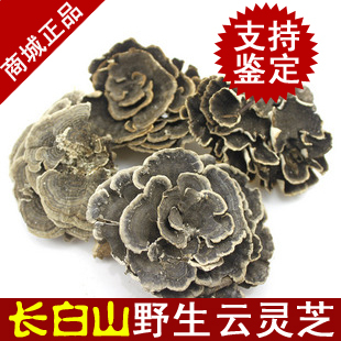  汉草荟野生灵芝 云芝250克 东北长白山云灵芝 精选特级 买2份包邮