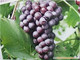 大粒的无籽葡萄金星无核葡萄规格齐全