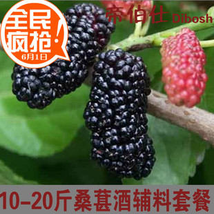  10-20斤桑葚酒辅料套餐 包括进口酵母、果胶酶、发酵助剂 超特价