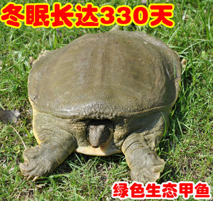  生态有机甲鱼 中华土鳖三年生 500~600克 1斤 送:煲汤药材 包活