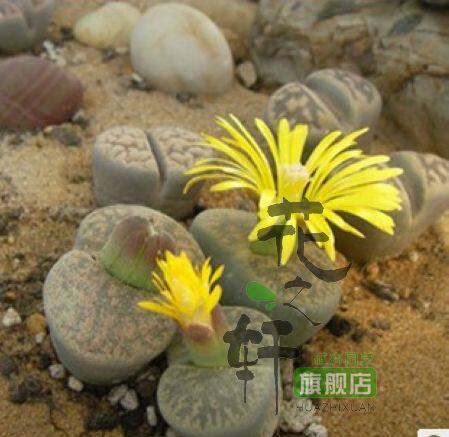 特价抢购 生石花/石生花 多肉植物 约0.5-0.8cm请注意规格现货