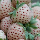 盆栽果树苗 白草莓/菠萝草莓苗 好吃极啦 四季草莓苗