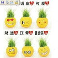 DIY 创意 办公室 小盆栽 迷你植物 旺旺表情 青草种植 六件套包邮