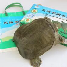 中国名鳖 天海园牌有机中华鳖/甲鱼（生态养殖） 五年龄 1000g/只