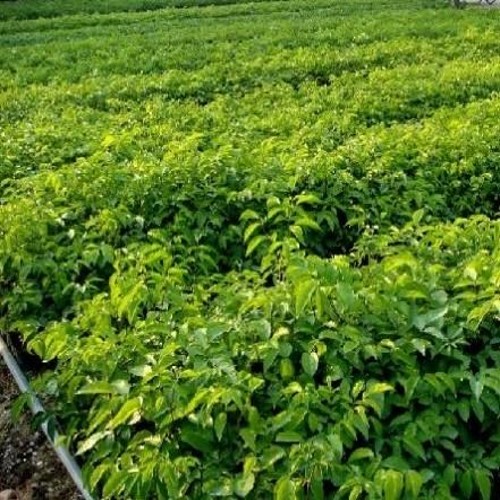 Liangsan heteropanax fragrans Rich tree Sapling Lucky Dafugui indoor Garden plantsin the Flower delivery/Flowers simulation/Plants gardening , Garden plants/Trees wood/Fruit tree category - from Buy2taobao.com to provide professional Taobao agent buy service