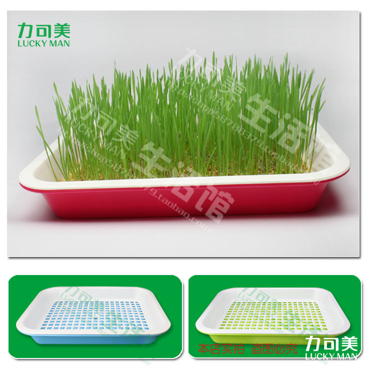 小麦草种植盘/培育盘/育苗盘  双层带接水盘 环保塑料结实耐用
