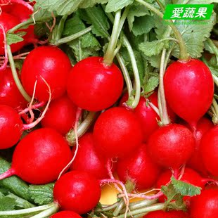  【爱蔬果】新鲜蔬菜 水萝卜 红萝卜 樱桃萝卜 北京配送