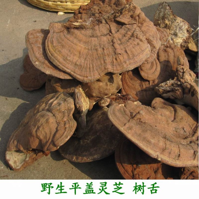 野生平盖灵芝 树舌 伏牛山野生灵芝整枝 正品|ruв категории традиционные питательный пища, ганодерма, подрезка ганодерма - от Buy2taobao.com для оказания профессиональной услуги покупки агента Taobao