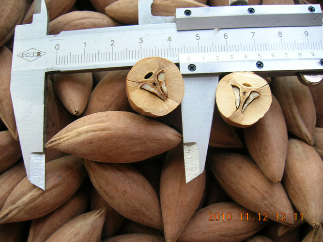 4.3-4.6cm橄榄核雕原料精品乌橄榄核2010-C-012-3 特价优惠！