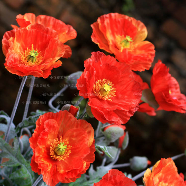 Gao Fan 2 Large head Poppies 2 color optionsin the Flower delivery/Flowers simulation/Plants gardening , Artificial flowers/Plants/Finished fruits and vegetables (New) , Simulation plants category - from Buy2taobao.com to provide professional Taobao agent buy service