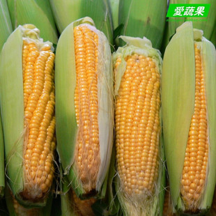  [壹号厨房]绿色食品新鲜蔬菜 甜玉米 包谷 北京配送 一斤约2个