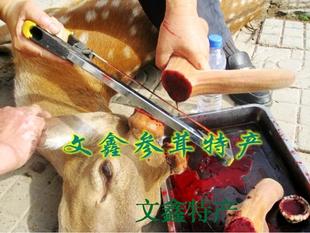  假一罚十 梅花鹿茸 鹿茸血酒 100% 鹿茸血 鹿茸片 鹿场直销 包邮