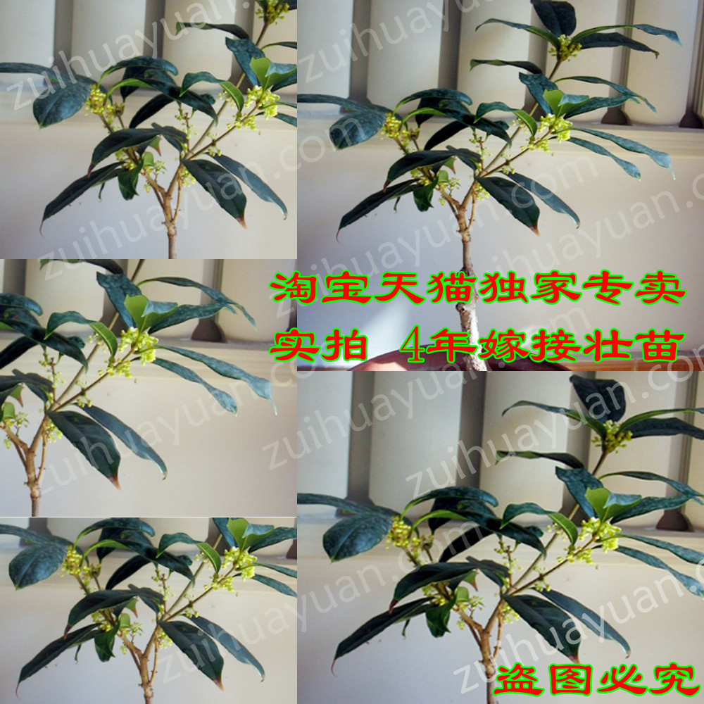 桂花树苗罕见品种-绿桂/绿玲珑/玉玲珑/绿色桂花小苗/盆栽桂花苗