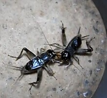 活体野生蟋蟀蛐蛐斗蟋蟀斗蛐蛐夜鸣虫将军虫秋虫斗鸡买4只包邮
