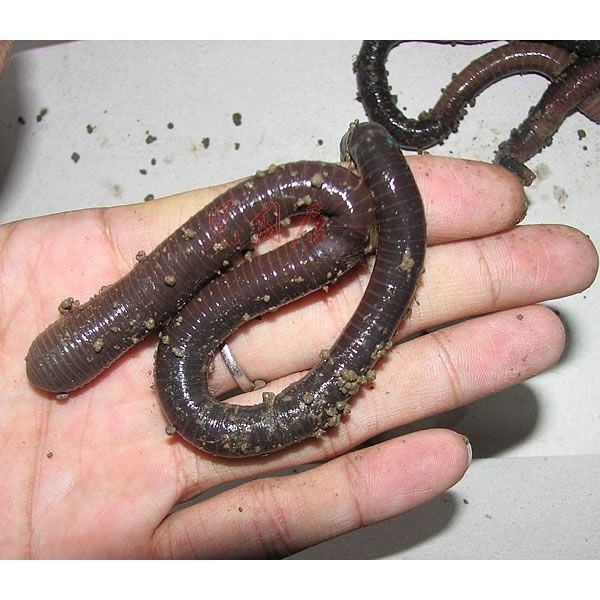 Li scrape earthworm 