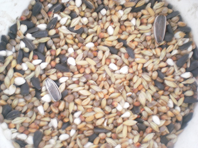 large parrot blend Cereals Alexander/Golden Sun/Buddhist monk/Grey Parrot/Bird food /400gin the Pet/Pet food and supplies , Birds and supplies , Bird food category - from Buy2taobao.com to provide professional Taobao agent buy service
