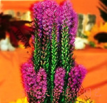 10-8原包装种子切花蛇鞭菊 麒麟菊 多年生 耐旱耐寒也耐阴 约40粒