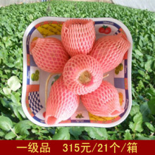 东北雌性红萝卜 024-88616200 沈阳市皇姑区长江街131号B座2304