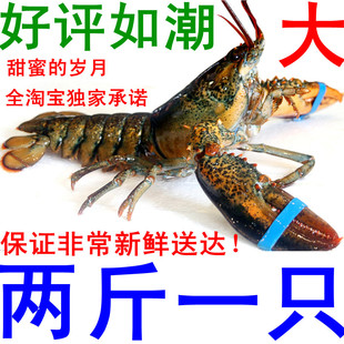  鲜活 海鲜 龙虾 澳洲 大龙虾 海虾 水产品 大虾 虾 新鲜 非小龙虾