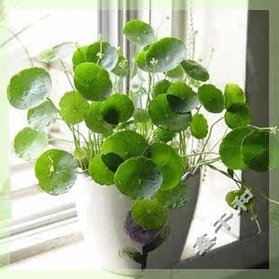 特价  水培 【铜钱草】要想赚钱.先养钱钱 【发根茎】20根起拍