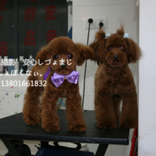 【配种】家养 微小玩具茶杯深棕红贵宾种公泰迪熊犬 配种 交配