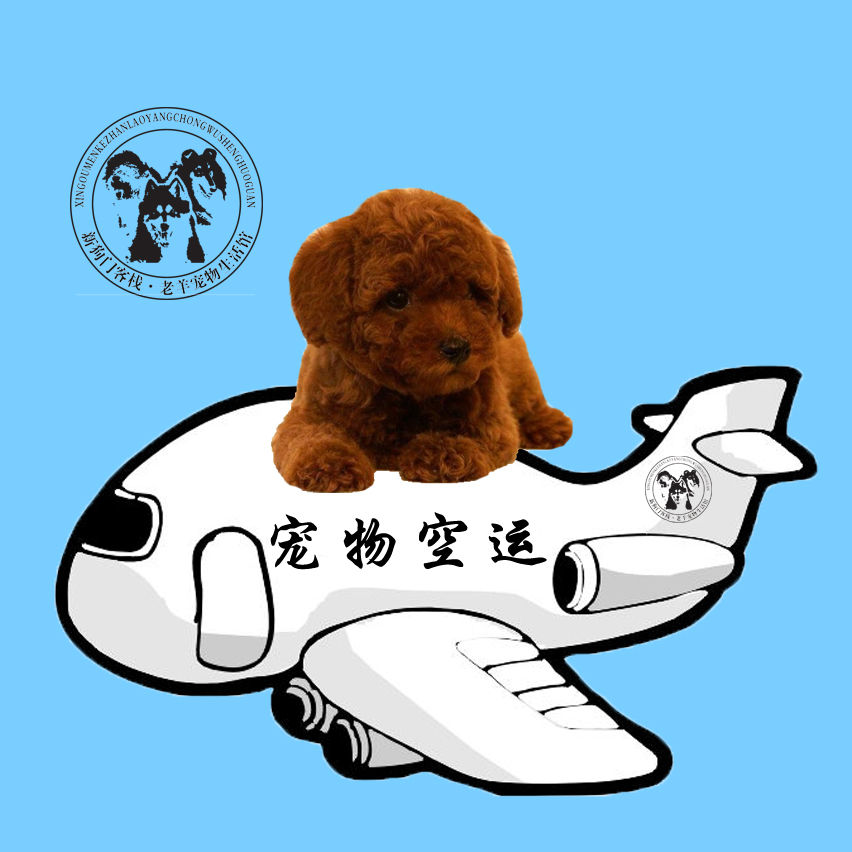 狗狗托运 宠物空运运输宠物快递 猫猫狗狗托运服务成都至全国