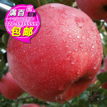 特价1个甘肃静宁红富士香脆甜苹果80#生态新鲜水果(武汉满百包邮)