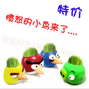 愤怒的小鸟 草娃娃 办公室迷你植物盆栽盆栽 淘气郎魔草青草种植