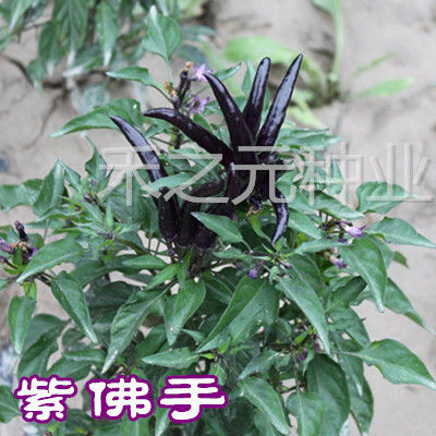 紫佛手紫朝天椒种子 黑辣椒种子 特辣型辣椒 最
