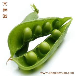  【京黔园】新鲜蔬菜 豌豆 寒豆 麦豆 毕豆 蚕豆 国豆 北京配送