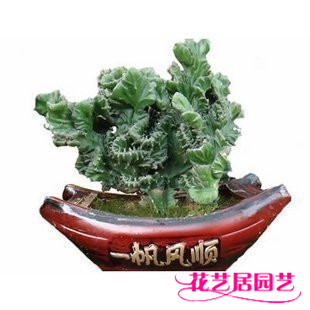 防辐射花卉植物盆栽 玉麒麟掌 风水植物仙人掌