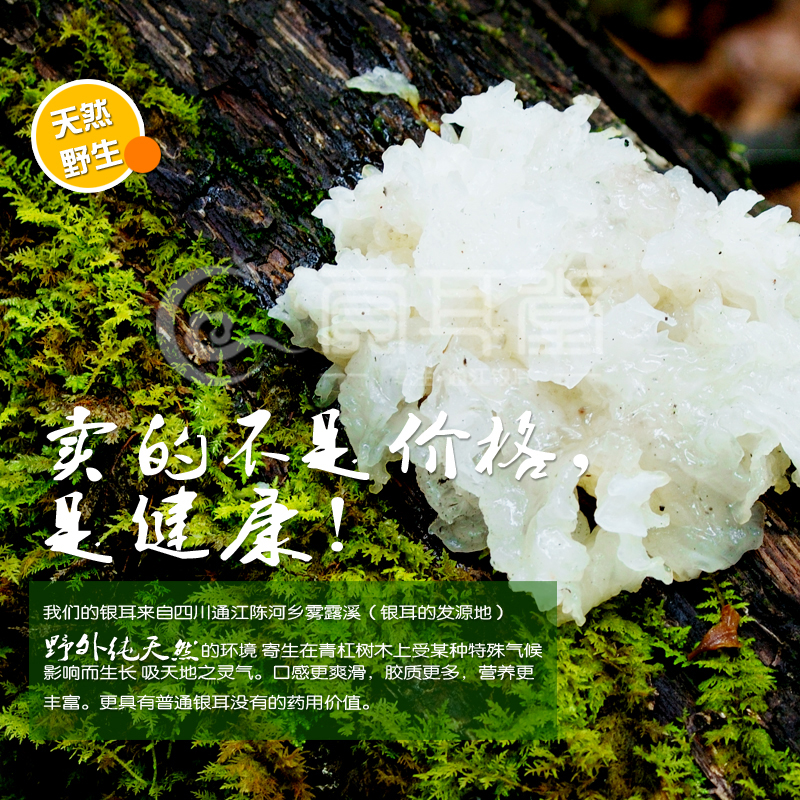 [导购]银耳特级|通江银耳|银耳茶 神农架野生银耳