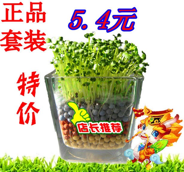 升级版陶碳球负离子植物 心形草  防辐射无土植栽 创意迷你盆栽