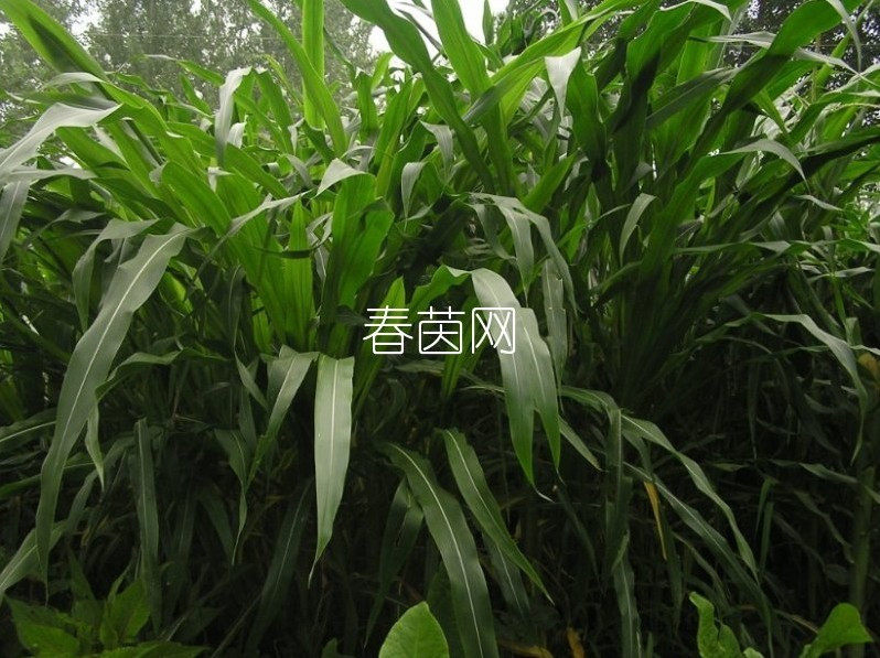 新货 墨西哥玉米草种子 阔叶优12饲用玉米草籽批发 牧草种子1斤