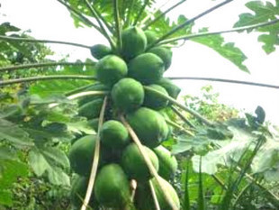 海南特产水果农家自产【青木瓜】催乳下奶、丰