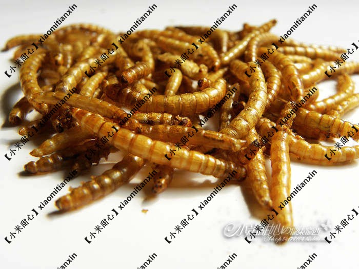 倉鼠最愛 面包蟲幹 黃粉蟲幹 補充營養蛋白質 倉鼠零食 100G 散裝在類目 寵物/寵物食品及用品, 倉鼠類及其它小寵, 飼料/零食中 - 來自Buy2taobao.com提供專業的淘寶代購服務