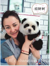 宠物美容教程  约克夏 博美 雪纳瑞 贵宾