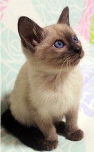 厦门零度宠物 暹罗猫 泰国猫 一公一母支持上门看猫