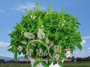 驱蚊香草种子-驱蚊草--花种--蔬菜种子（全场1元起，买5袋送1袋）