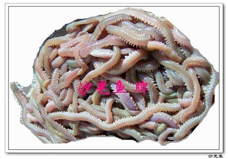 沙光鱼牌鲜活海钓鱼诱饵 海蜈蚣 沙蚕 沙光鱼牌
