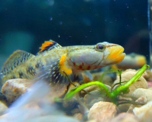 黄唇虾虎 虾虎鱼 原生鱼 黄唇溪吻虾虎 冷水鱼