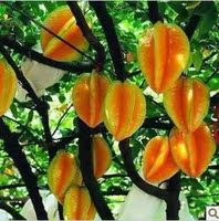 杨桃树(四季结果-方北方种植 盆栽地栽苗四季红