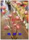 艳明轩 云南特色干花:泡花玫瑰报春