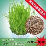 taobao english 13839298895