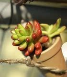 盆栽绿植 多肉植物虹之玉 *耳坠草* 冲五钻只卖5元一棵