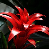 年花水培红星凤梨花 鸿运当头 黄金果花卉盆栽