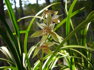 【华辉兰苑】兰花 墨兰 -银边 宝山爪艺 春节开